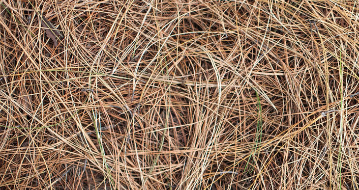 les aiguilles de pin sont une matière brune pour compost