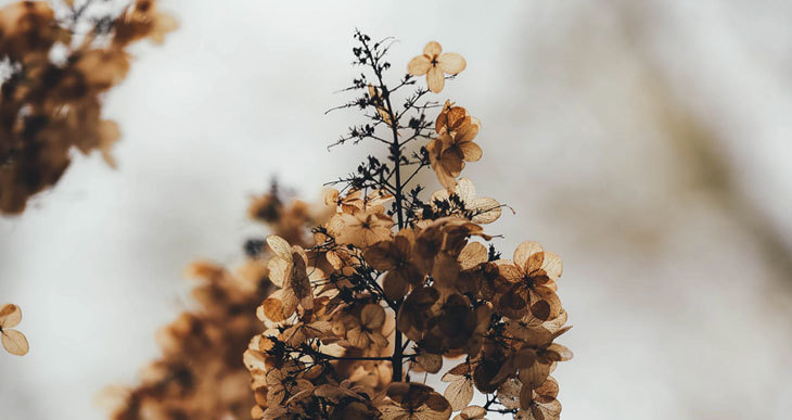 plantes mortes comme compost brun