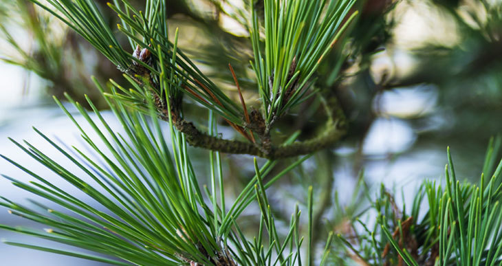 compostage aiguilles de pin