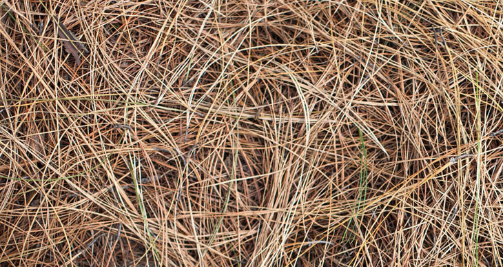 les aiguilles de pin font-elles un bon compost