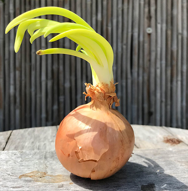 oignon germé