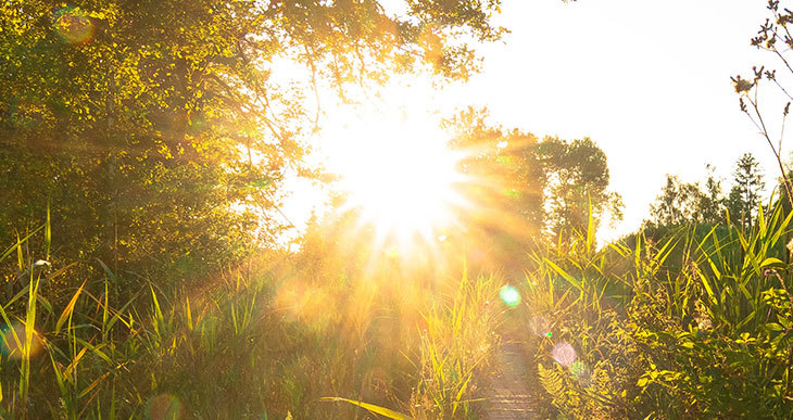 le compost a-t-il besoin de plein soleil