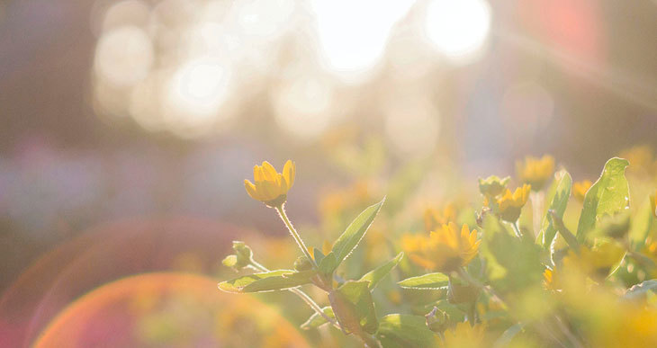 Le Compost a-t-il Besoin de Soleil ?