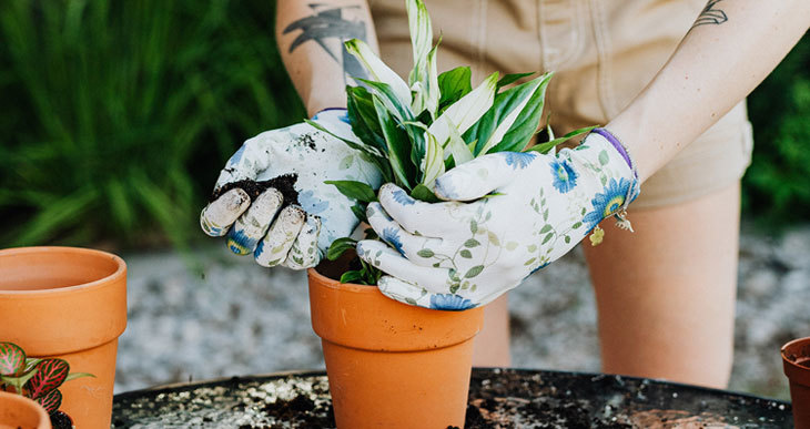 quelle quantité de compost pour les plantes en pot