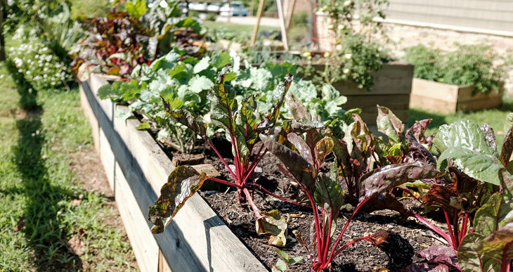 le compost de champignonnière est-il bon pour les potagers