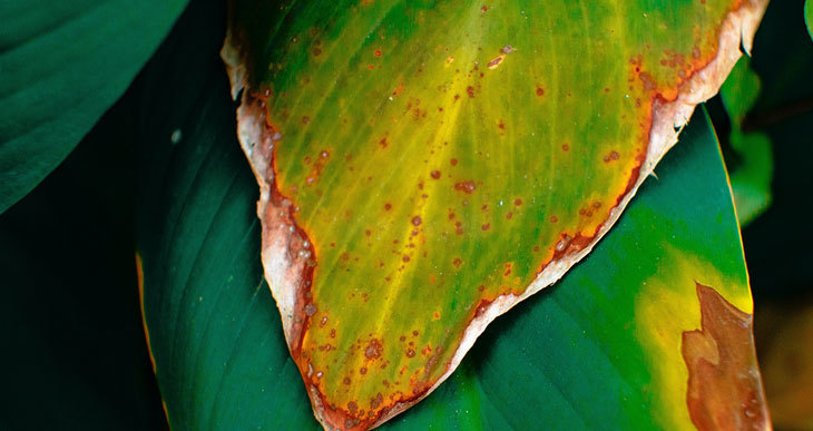 que faire si le compost de champignonnière cause des brûlures