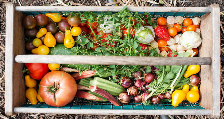 quel type de compost pour potager