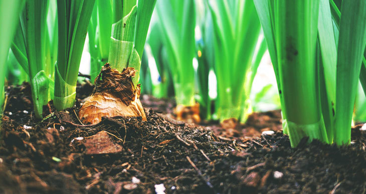 Les 10 Bienfaits du Compost pour vos Plantes