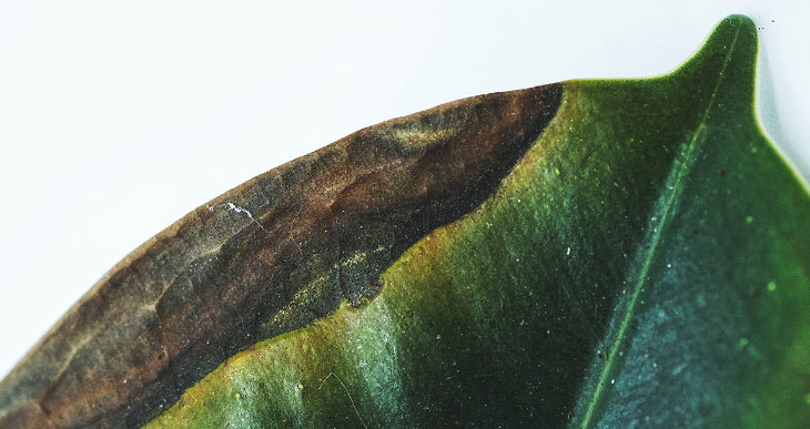 Compost de champignonnière : Risque-t-il de brûler vos plantes ?